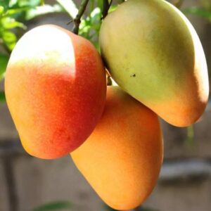 Premium Bari 4 – 3Kg