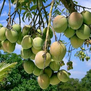 Harivanga Premium 10kg
